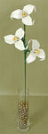 Lucky Iris Blossom