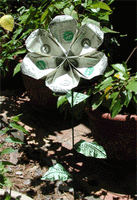 MONEY SUNFLOWER