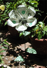 MONEY SUNFLOWER