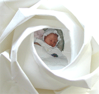 Memory Photo Paper Roses